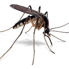 Jak przygotować domowy środek na komary?