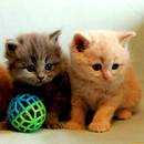 Jakich pokarmów nie dawać kotu?