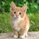 Jak należy dbać o kota?