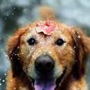 Jak przygotować psa do zimy?