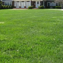 Zasady pielęgnacji trawnika po zimie