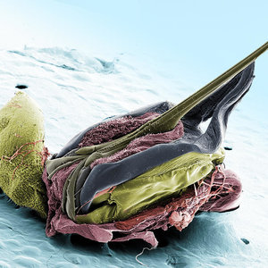 Jak wygląda żądło pszczoły?