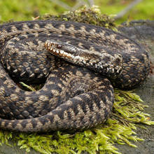 Jak postępować w przypadku ukąszenia przez żmiję?