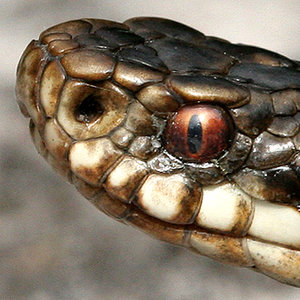 Jak wygląda żmija?