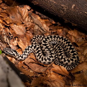 Gdzie można spotkać żmiję?