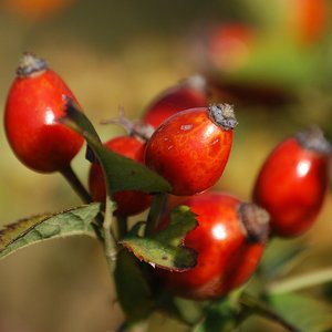 Nalewka z dzikiej róży