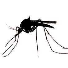 Jak przygotować nalewkę przeciwko komarom?