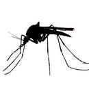 Jak przygotować nalewkę przeciwko komarom?