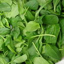 Sposoby uprawy szpinaku nowozelandzkiego