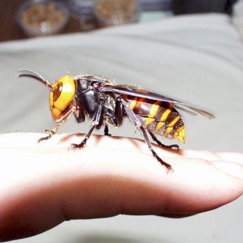 Co zrobić, aby nie użądliła nas pszczoła?