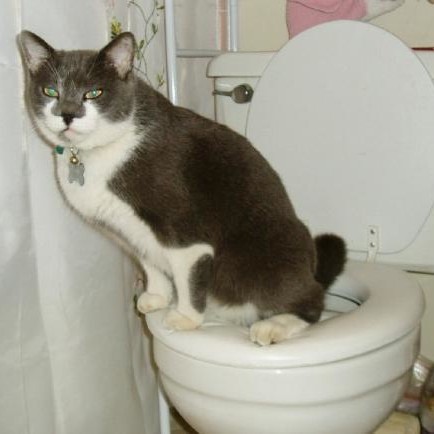 Jak nauczyć kota korzystania z WC?