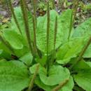 Właściwości lecznicze babki zwyczajnej