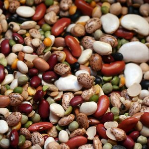 Rośliny strączkowe