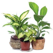 Jak dbać o rośliny doniczkowe w czasie zimy?