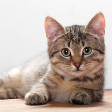 Jak poprawnie karmić kota?