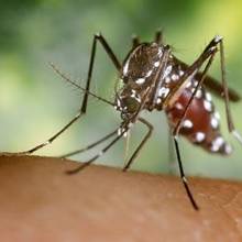 Co robić, gdy ugryzie nas owad?