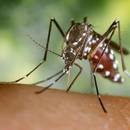 Co robić, gdy ugryzie nas owad?