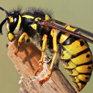 Których owadów należy unikać?