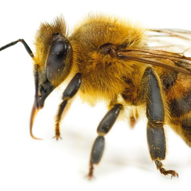 Jakich domowych sposobów można użyć w przypadku użądlenia przez pszczołę?