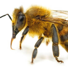 Jakich domowych sposobów można użyć w przypadku użądlenia przez pszczołę?