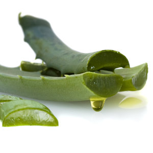 Aloes