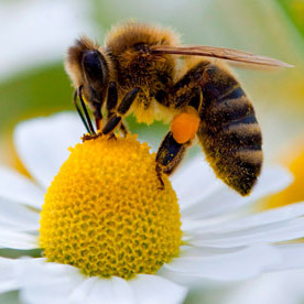 Jakie są objawy uczulenia na jad pszczeli?