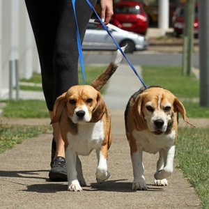 Idź z psem na spacer