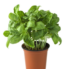 Wykorzystaj moc bazylii