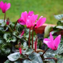 Jak dbać o cyklameny?