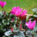 Jak dbać o cyklameny?