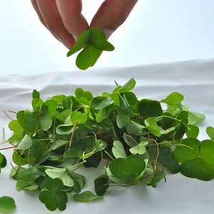 Pielęgnacja rzeżuchy