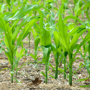 Wysiew nasion do gruntu