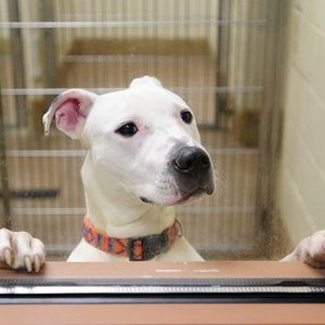 Dlaczego warto wziąć psa ze schroniska?