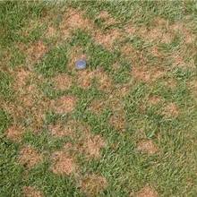 Jak uzupełnić ubytki na trawniku?