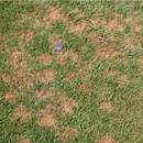 Jak uzupełnić ubytki na trawniku?