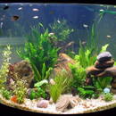 Zakładanie akwarium w pięciu krokach