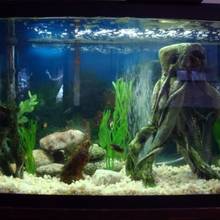 Co warto wiedzieć o urządzaniu akwarium?