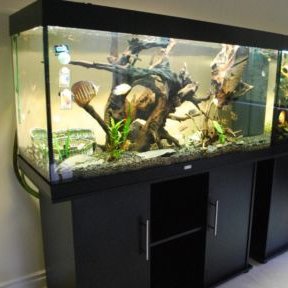 Jaki żwirek i dekoracje?