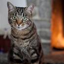 Jak wyczyścić kocie uszy?