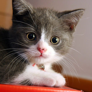 Postępowanie z uchem