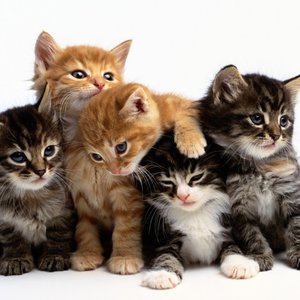 Przyzwyczajenie kota