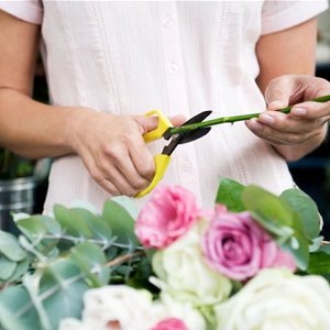 Kiedy należy przyciąć róże?