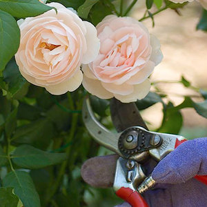 Przycinanie a kwitnienie