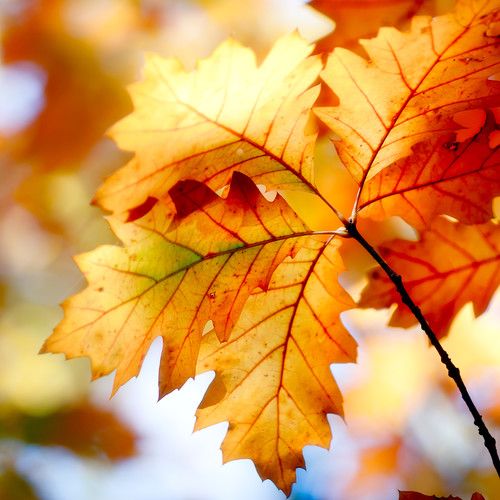 Duszki z jesiennych liści – jak zrobić?