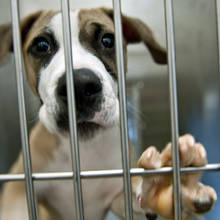 Czym się kierować podczas adopcji psa ze schroniska?