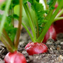 Jak uprawiać rzodkiewki?