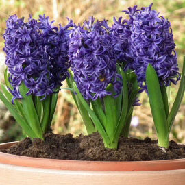 Pielęgnacja hiacyntów w doniczce