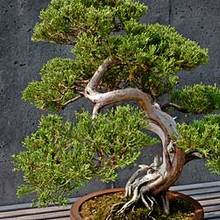 Co warto wiedzieć o przycinaniu drzewka bonsai?