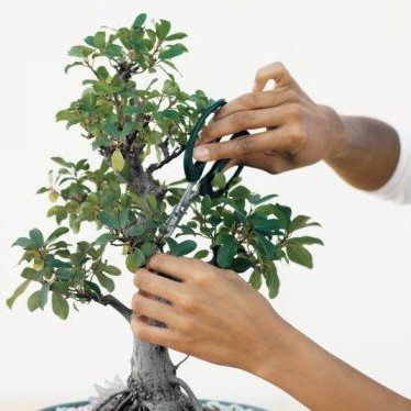 Przycinanie drzewka bonsai – kształtowanie korony