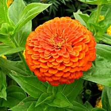 Cynia wytworna – zasady pielęgnacji